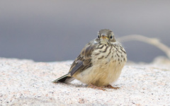Buff-Bellied Pipit photo 4