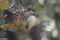 Sylviparus modestus