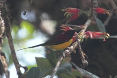 Aethopyga gouldiae