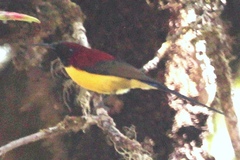 Aethopyga gouldiae