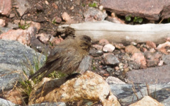 Leucosticte australis