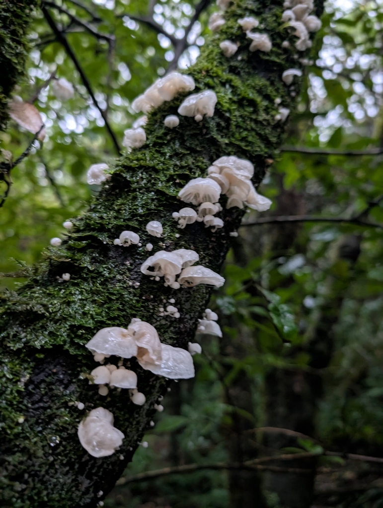 Marasmiellus candidus · April 2025 · photo: © elliot45 (iNaturalist, cc-by)