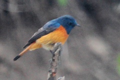 Phoenicurus frontalis