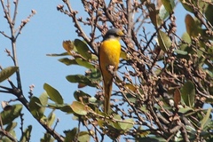 Pericrocotus ethologus