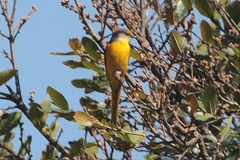 Pericrocotus ethologus