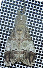 Dasychira leucophaea