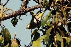 Zosterops erythropleurus