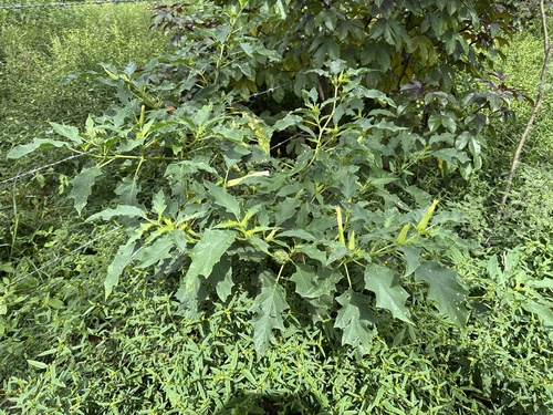 jimsonweed