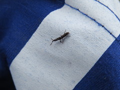 Taphroderopsis oscillator