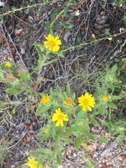Heterotheca hirsuta