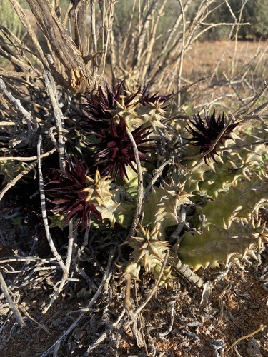 Ceropegia mammillaris
