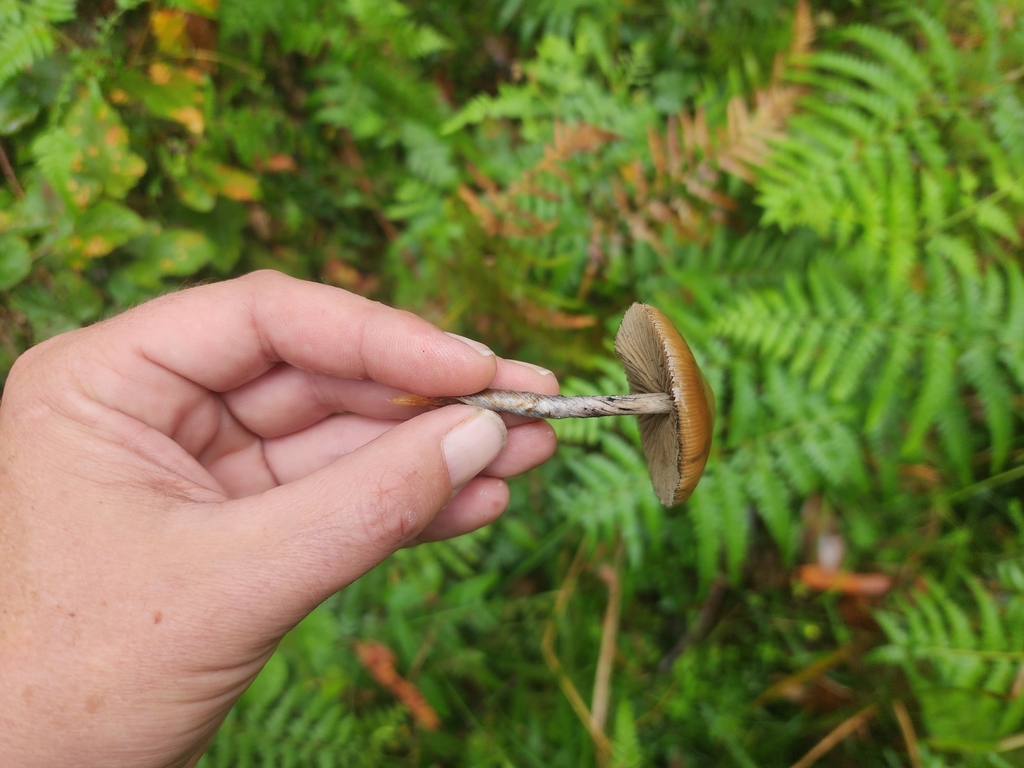 Psilocybe subaeruginosa · April 2025 · photo: © rotceh_dnih (iNaturalist, cc-by)