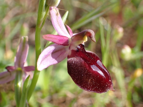 Image of Ophrys argolica by (c) Elias, some rights reserved (CC BY)