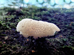 Favolaschia pustulosa