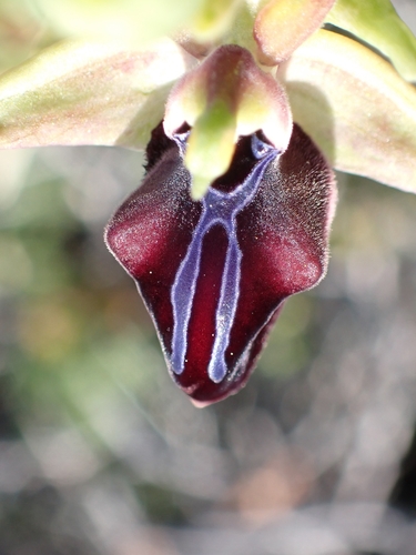 Image of Ophrys mammosa by (c) Elias, some rights reserved (CC BY)