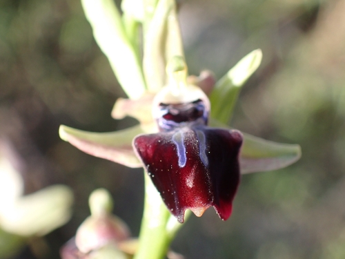 Image of Ophrys mammosa by (c) Elias, some rights reserved (CC BY)