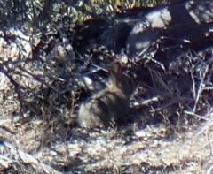 Sylvilagus idahoensis