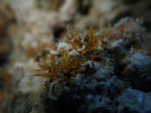 Gelidiella acerosa observed 2025-04-20