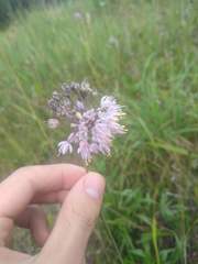 Allium cernuum