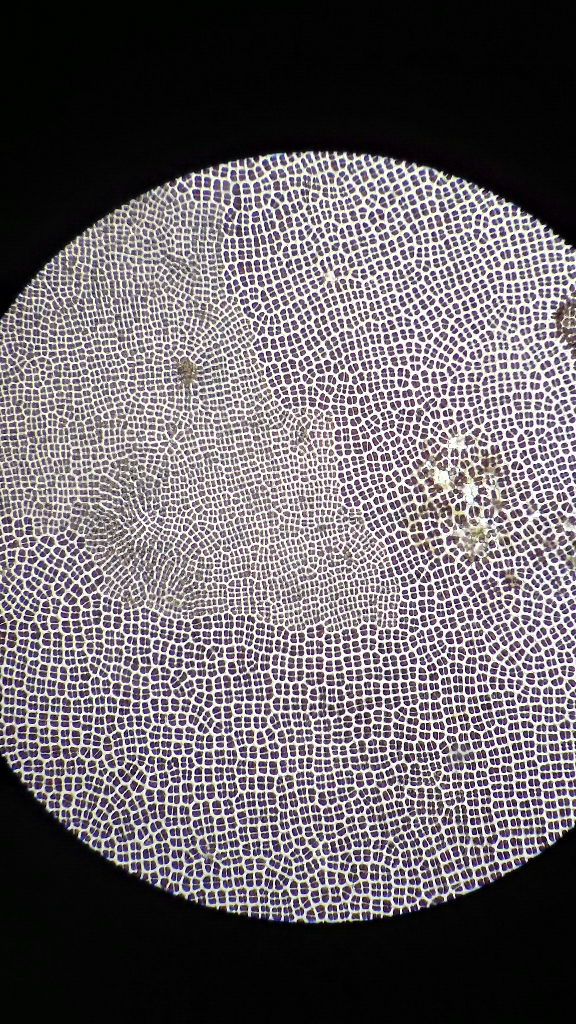 Porphyra fucicola
