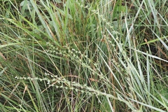 Lappula redowskii redowskii