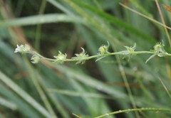 Lappula redowskii redowskii