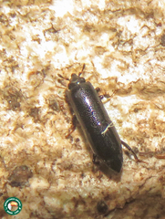 Trypanaeus