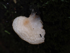 Favolaschia pustulosa