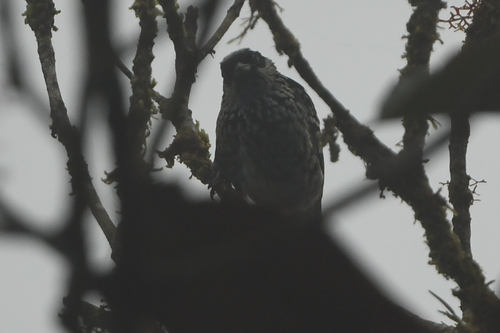 Beryl-spangled Tanager (Tangara nigroviridis), photo 9