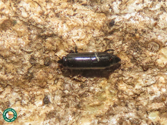 Trypanaeus