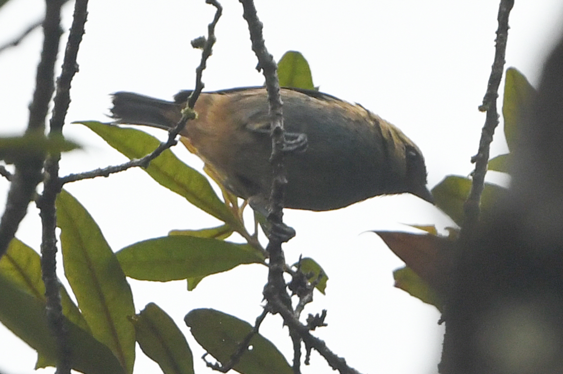 Metallic-green Tanager (Tangara labradorides), photo 4