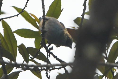 Metallic-green Tanager (Tangara labradorides), photo 5