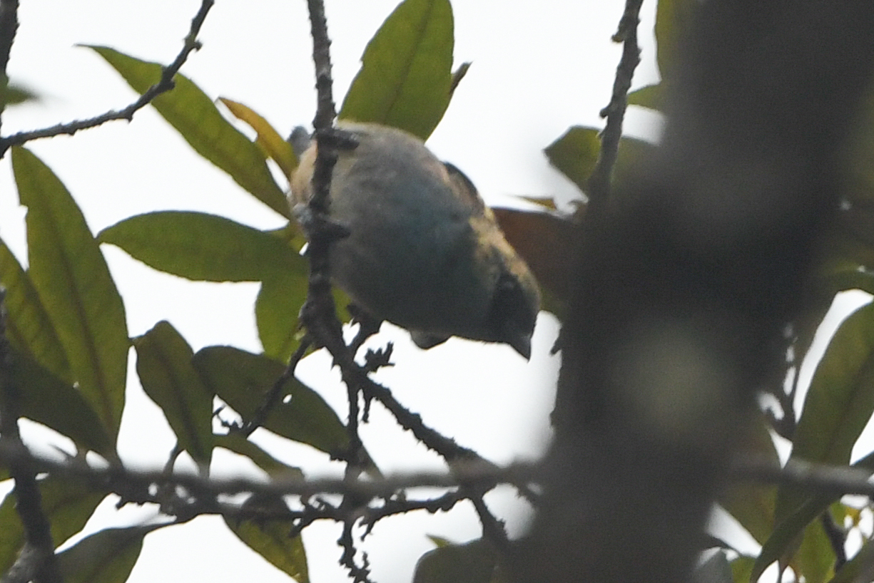 Metallic-green Tanager (Tangara labradorides), photo 5