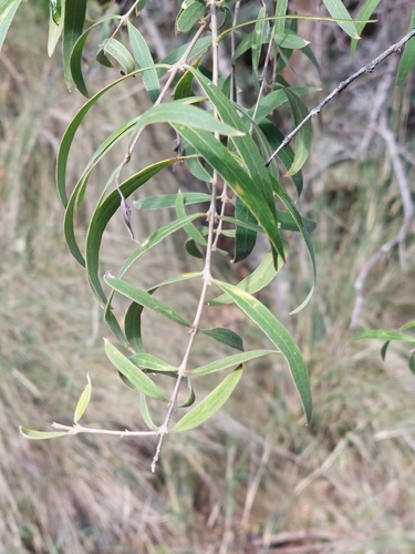 Image of Notelaea microcarpa by (c) Ruth Palsson, some rights reserved (CC BY-SA)