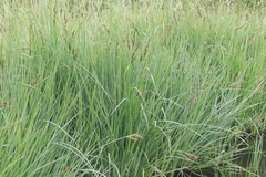 Carex nebrascensis