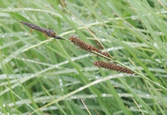 Carex nebrascensis