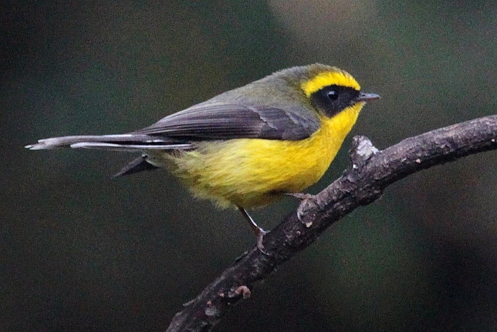 Yellow-bellied Fairy-Fantail (Chelidorhynx hypoxanthus) photo