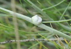 Rhopalomyia chrysothamni