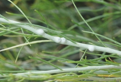 Rhopalomyia chrysothamni