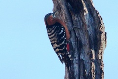 Dendrocopos hyperythrus