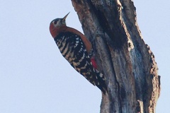 Dendrocopos hyperythrus