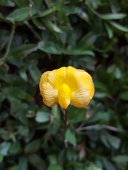 Arachis glabrata