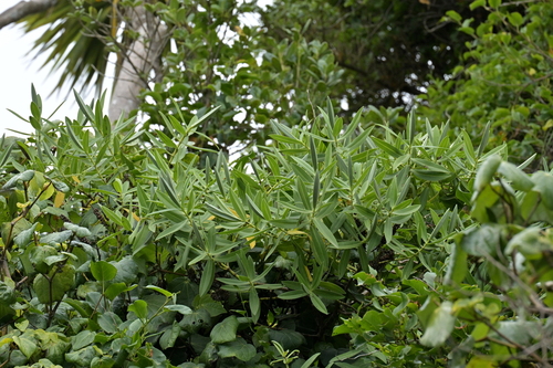 Image of Veronica chathamica by (c) Christopher Stephens, some rights reserved (CC BY-SA)