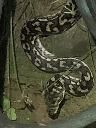 Coastal Carpet Python sighting