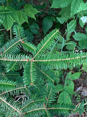 Abies balsamea image