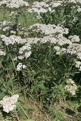 Achillea millefolium image
