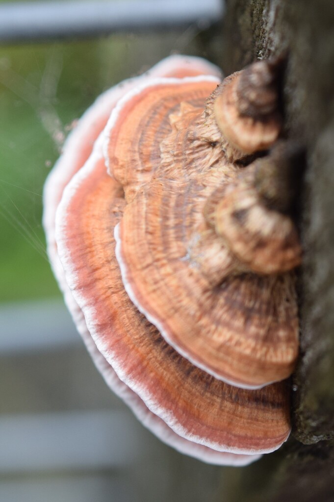 Fomitopsis lilacinogilva