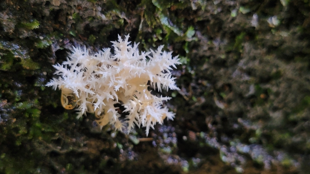 Hericium novae-zealandiae · April 2025 · photo: © s83482 (iNaturalist, cc-by)