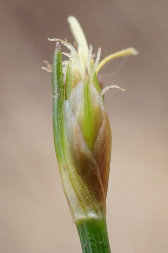 Tufted Bulrush