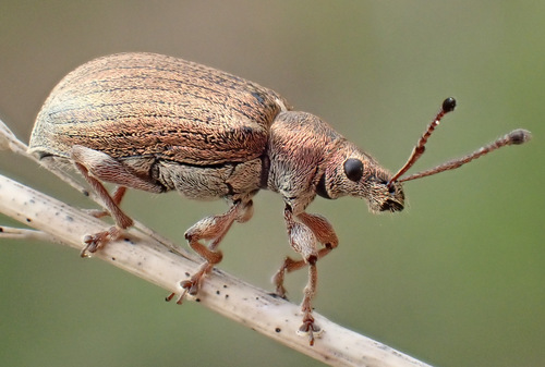Common Leaf Weevil photo 3
